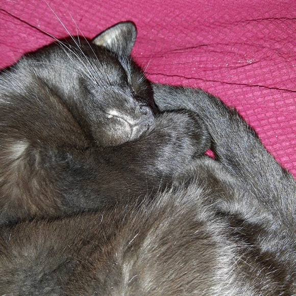 Meet your Posher, Denise - Picture 1 of 1